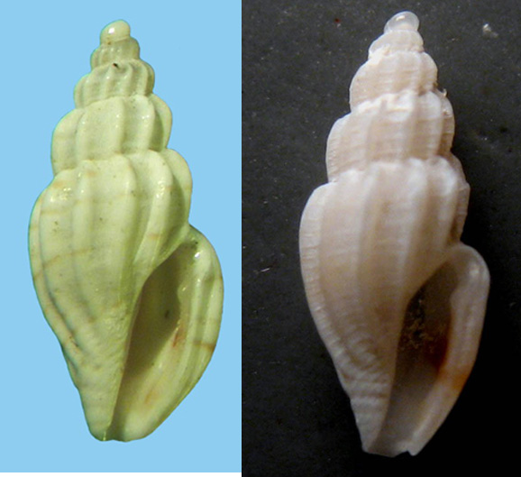 Conidae  nel Mediterraneo : Genere Mangelia